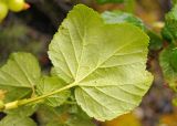 Ribes fragrans