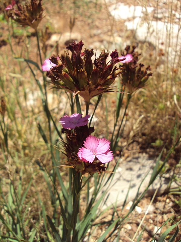 Изображение особи Dianthus andrzejowskianus.