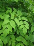 Aralia cordata. Листья. Сахалинская обл., окр. г. Южно-Сахалинска, западный отрог горы Чехова. 12.07.2013.