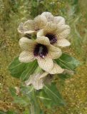 Hyoscyamus niger. Верхушка цветущего побега. Украина, г. Запорожье, пос. Солнечный, балка, возле дороги. 16.05.2013.