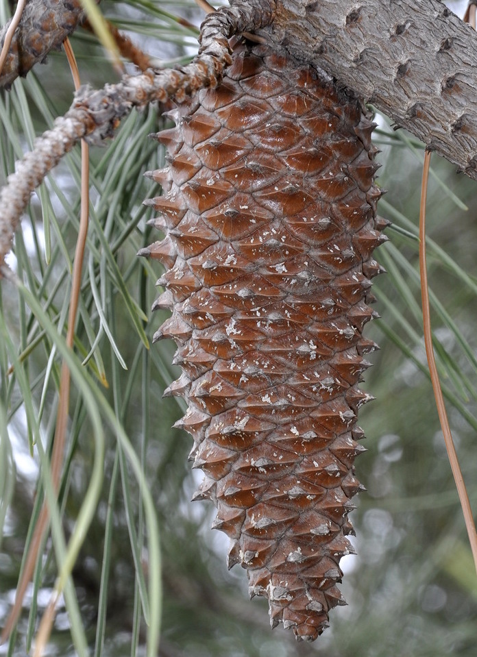 Изображение особи Pinus pinaster.