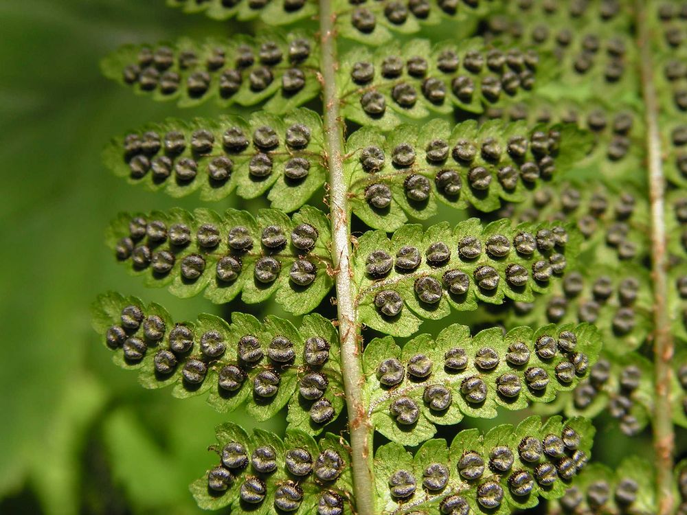 Изображение особи Dryopteris crassirhizoma.