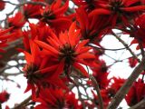 Erythrina lysistemon. Соцветия. Израиль, г. Беэр-Шева, городское озеленение. 24.03.2014.