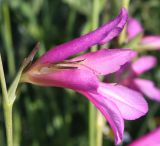 Gladiolus italicus. Цветок. Израиль, окр. г. Кирьят-Оно, около залежи. 28.03.2014.