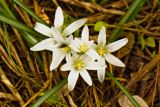 Ornithogalum refractum