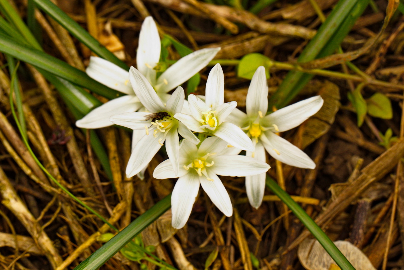 Изображение особи Ornithogalum refractum.