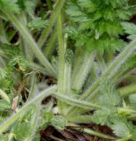 Erodium