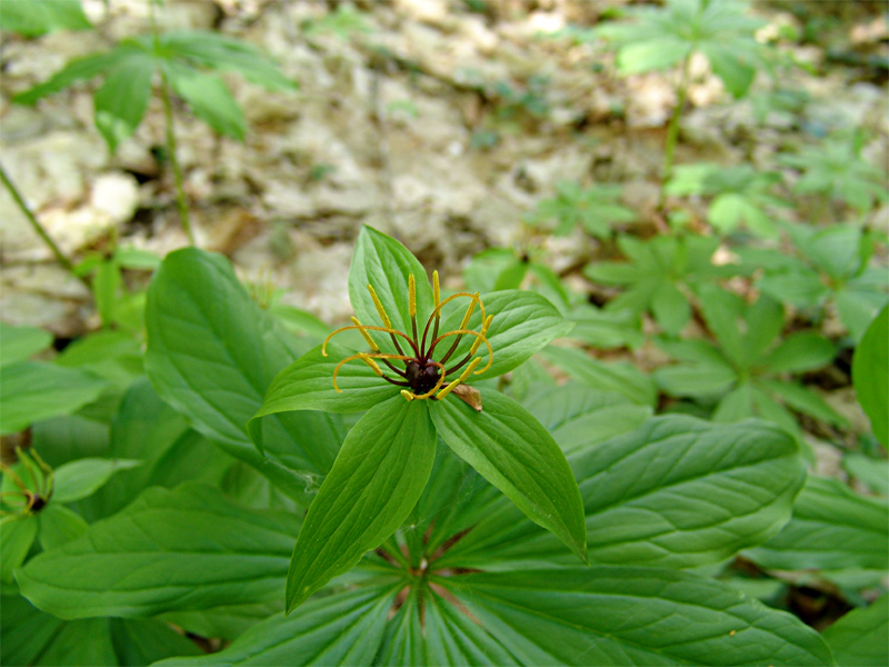 Image of Paris incompleta specimen.
