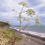 Astrodaucus littoralis