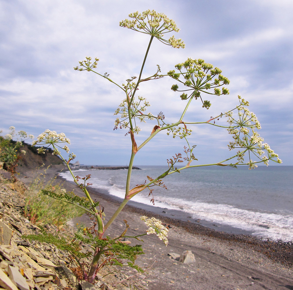 Изображение особи Astrodaucus littoralis.