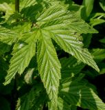 Filipendula ulmaria. Верхняя часть сложного листа. Германия, г. Дюссельдорф, Ботанический сад университета. 02.06.2014.