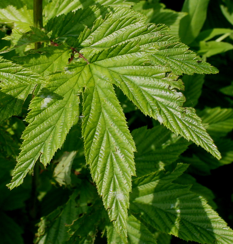 Image of Filipendula ulmaria specimen.