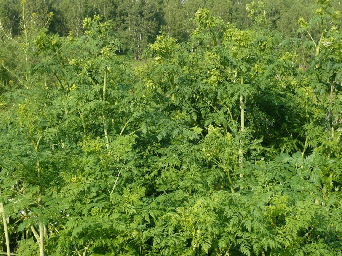 Изображение особи Anthriscus sylvestris.