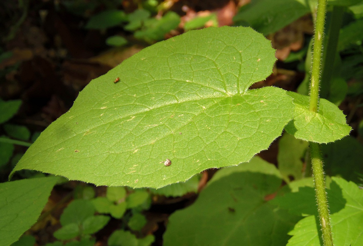 Image of Doronicum austriacum specimen.