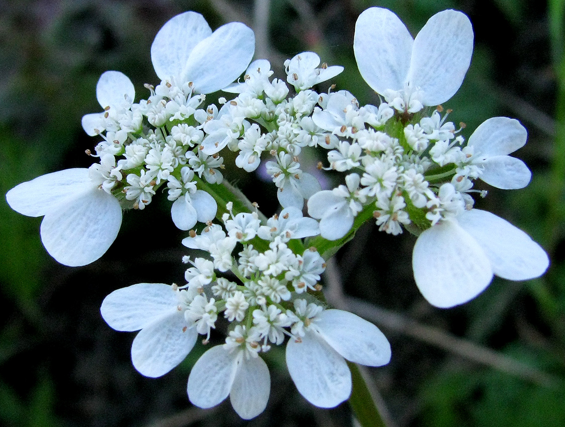 Изображение особи Orlaya daucoides.