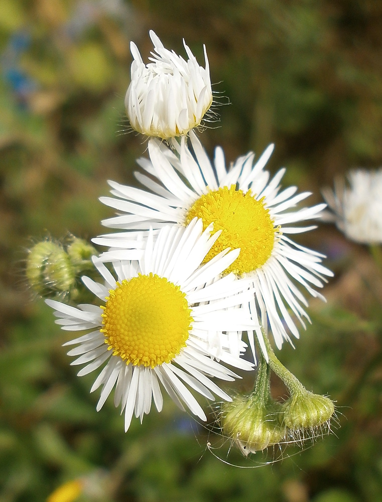 Изображение особи Erigeron annuus.