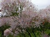 Thalictrum aquilegiifolium