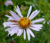 Symphyotrichum novi-belgii