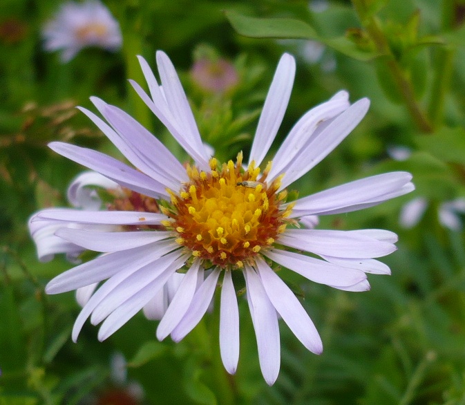 Image of Symphyotrichum novi-belgii specimen.