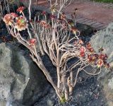 Aeonium variety atropurpureum