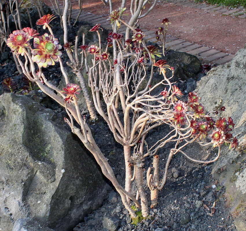 Image of Aeonium arboreum var. atropurpureum specimen.