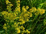 Galium verum