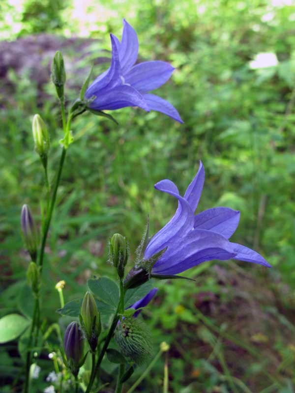 Изображение особи Campanula turczaninovii.