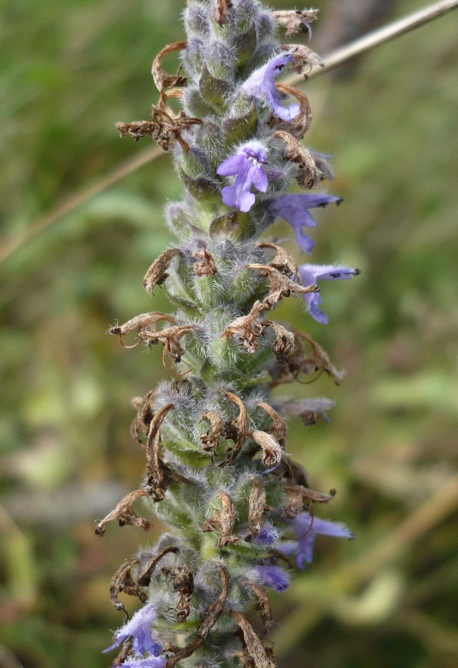 Image of Schizonepeta multifida specimen.