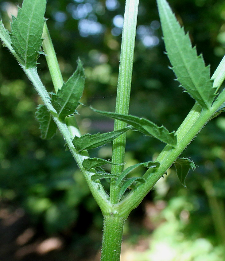 Image of Cephalaria gigantea specimen.