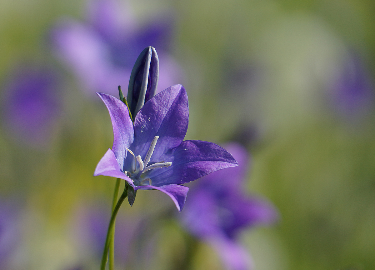 Изображение особи Campanula altaica.