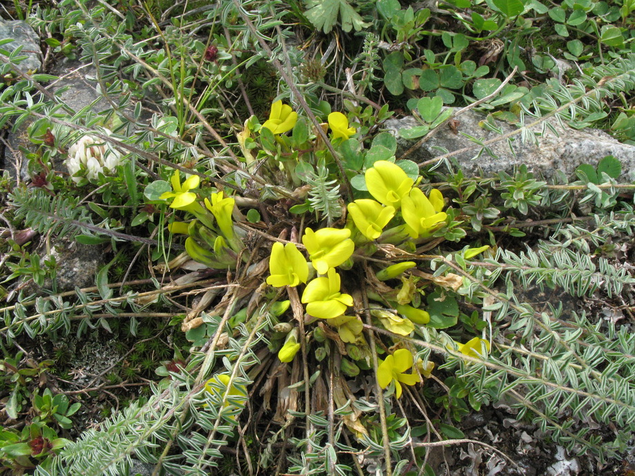 Изображение особи Astragalus alatavicus.