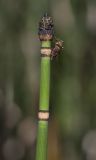 Equisetum hyemale