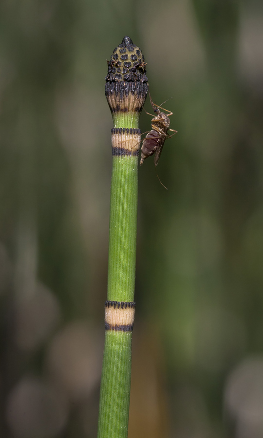 Изображение особи Equisetum hyemale.