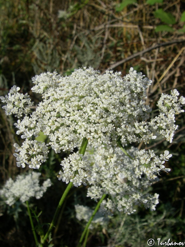 Изображение особи Daucus carota.