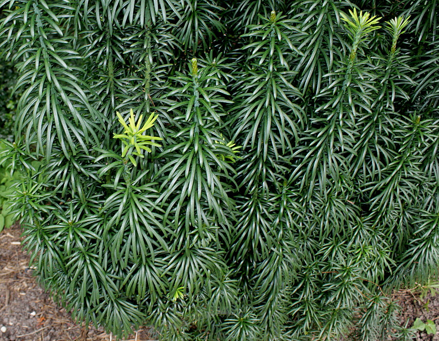 Image of Cephalotaxus harringtonia specimen.