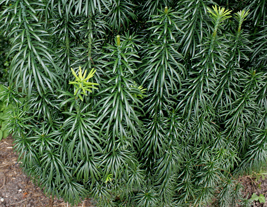 Изображение особи Cephalotaxus harringtonia.