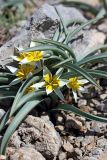 Tulipa turkestanica