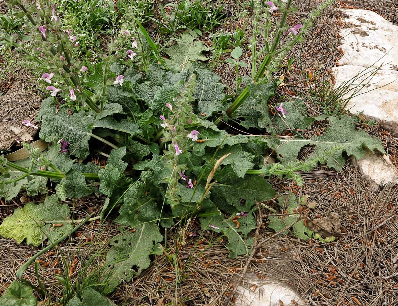 Image of Salvia hierosolymitana specimen.