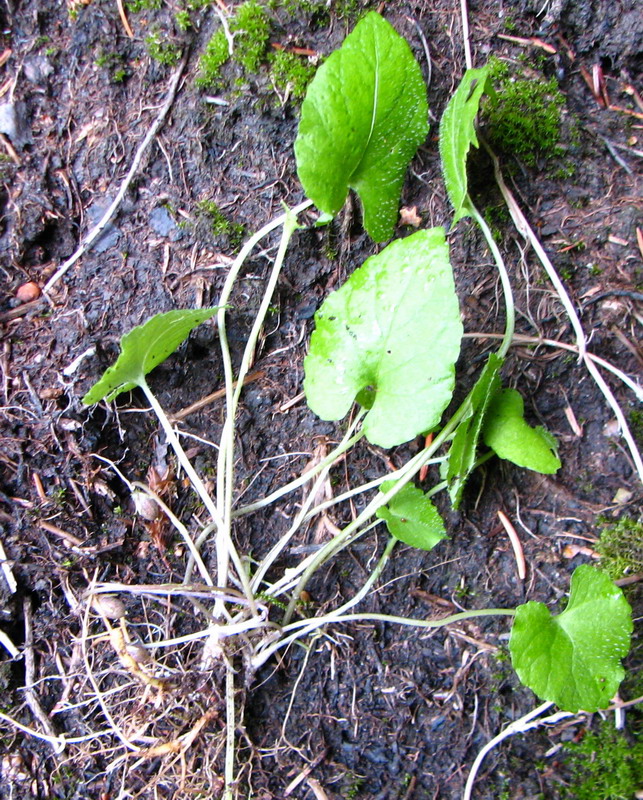 Image of Viola selkirkii specimen.