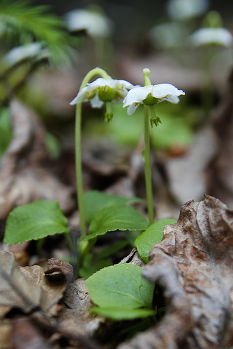 Image of Moneses uniflora specimen.