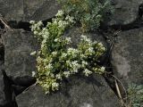 Cochlearia anglica. Цветущее растение на приморской дамбе. Нидерланды, Северное море, остров Схирмонниког. Июнь 2007 г.
