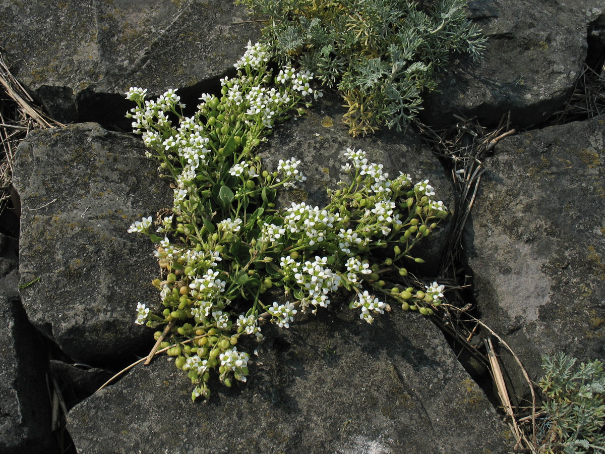 Image of Cochlearia anglica specimen.
