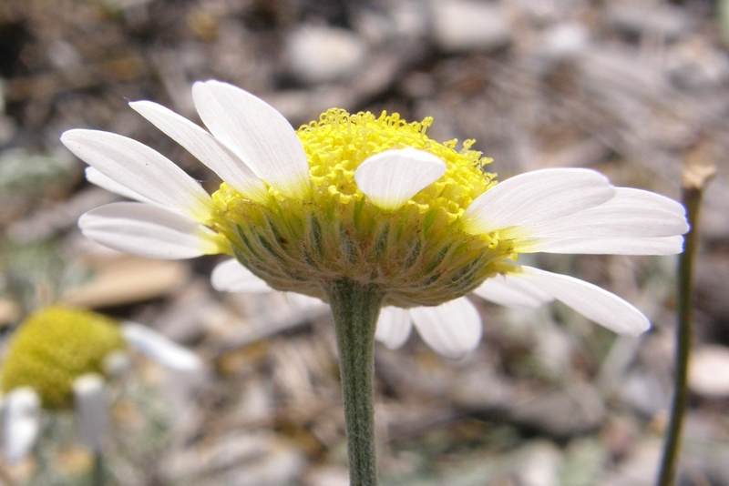 Image of Anthemis dubia specimen.