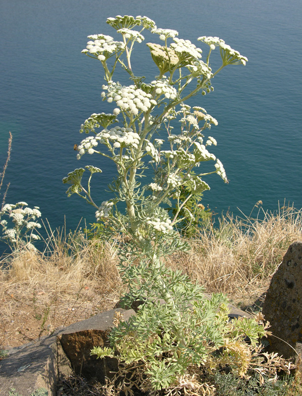 Image of Seseli gummiferum specimen.
