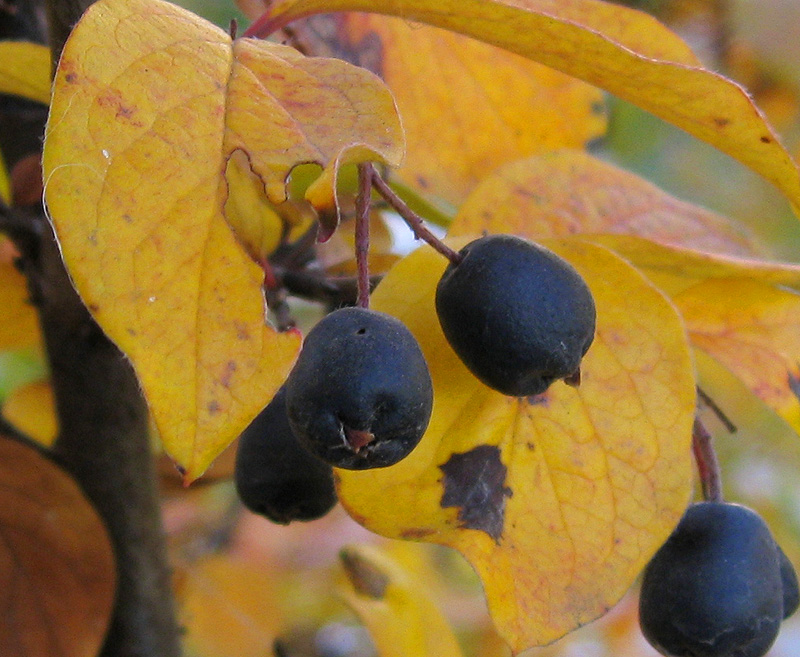 Изображение особи Cotoneaster lucidus.