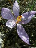 Crocus pallasii