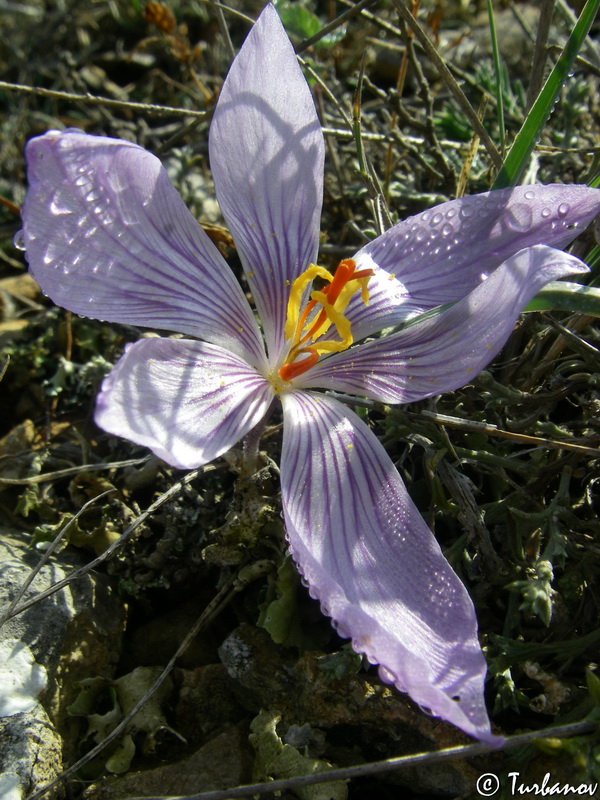 Изображение особи Crocus pallasii.