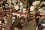 Lipandra polysperma