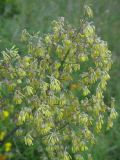 Thalictrum minus