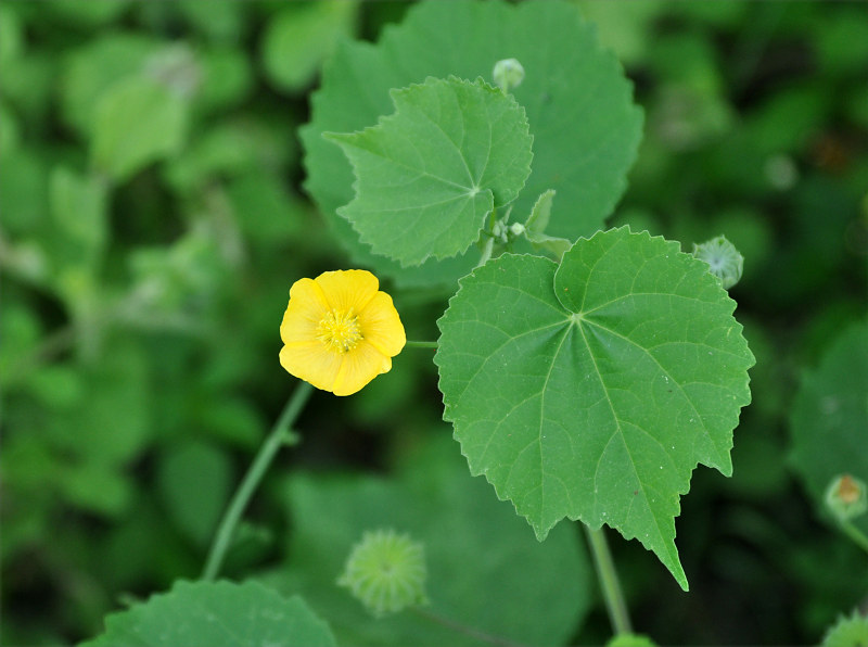 Image of Abutilon indicum specimen.